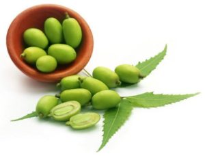 Neem : photo du fruit